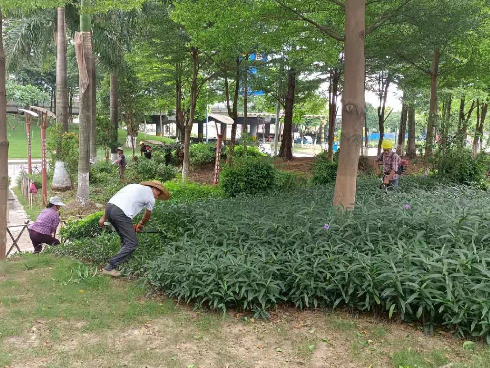 佛山公園花園修剪保養維護